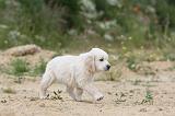 GOLDEN RETRIEVER 313